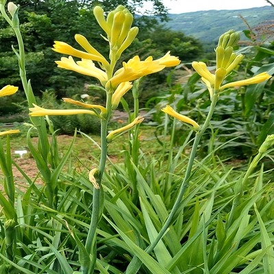 晚香玉石蒜科多年生落叶草本球根