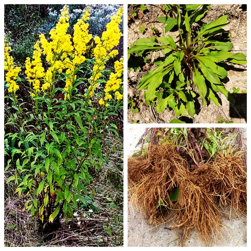 钝苞 一枝黄花 苗 原种本地 金柴胡庭院植物耐寒易活时令草本花卉