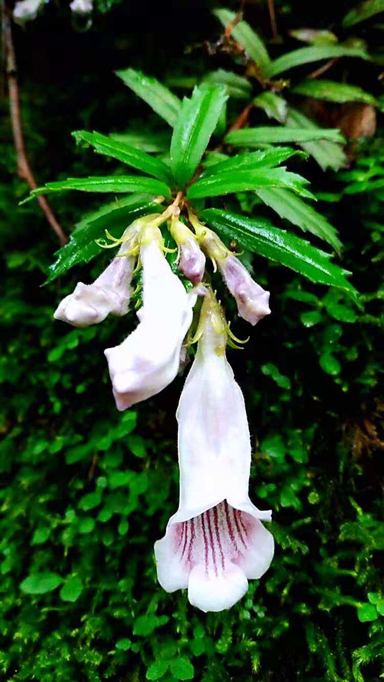 吊石苣苔 石三七 附生绿植室内地盆栽庭院假山造型耐寒喜阴湿 苗