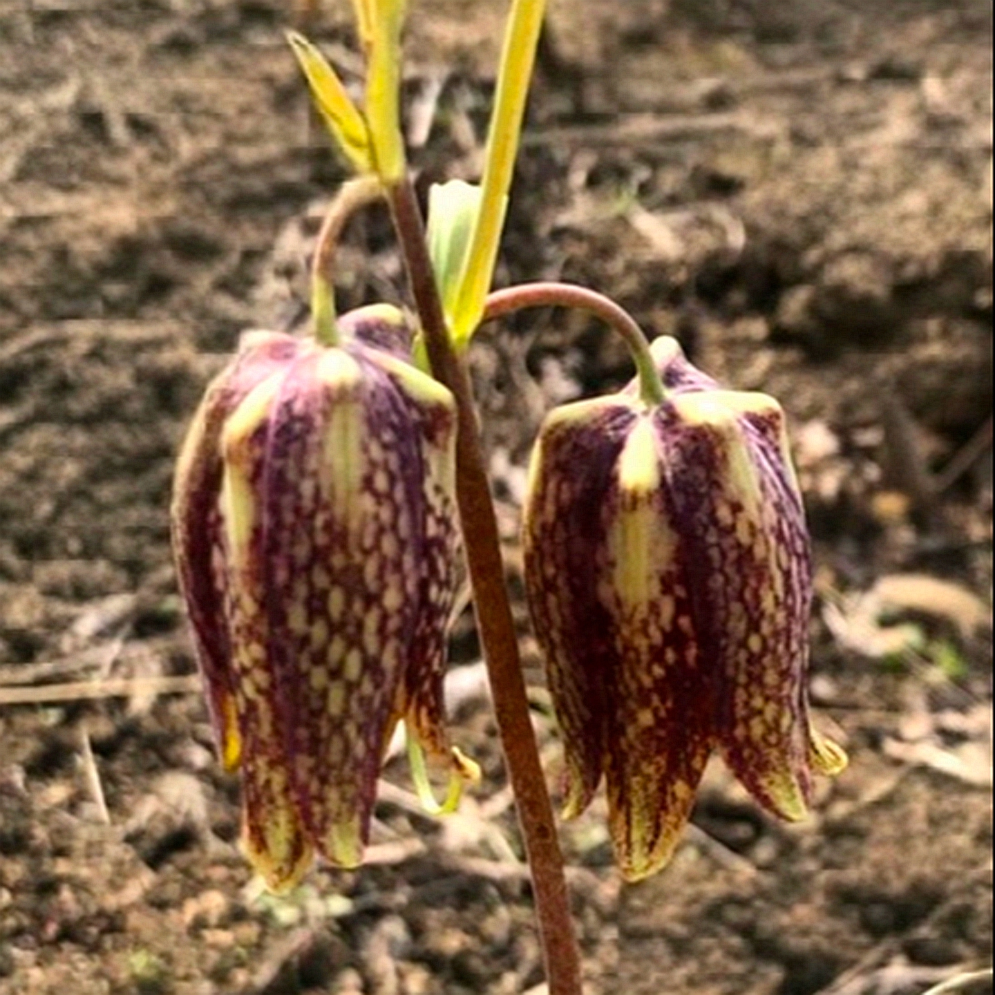 细叶贝母  暗紫色花 新奇绿植球根花卉可栽种百合科喜半阴耐寒
