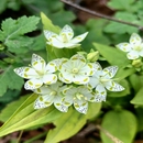 獐牙菜 双斑 耐寒植物庭院南北方多年生易活时令草本花卉 包邮 满50