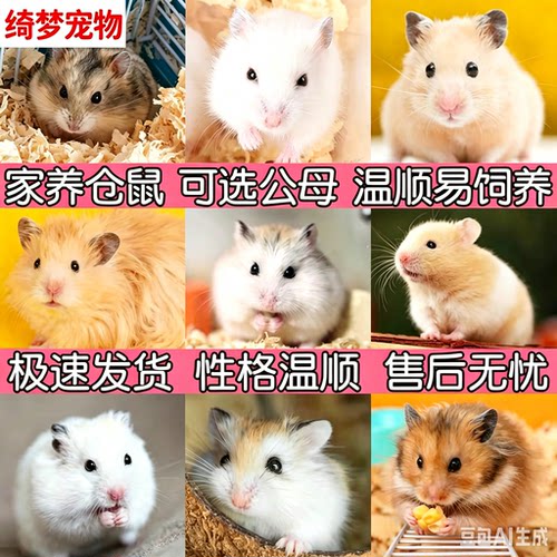 【绮梦】仓鼠家养宠物可爱活宠银狐布丁小熊三线紫仓小仓鼠