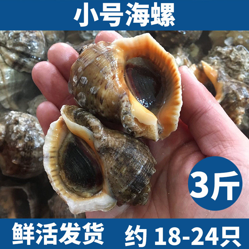 鲜活海螺新鲜小号海螺野生连云港地笼海螺海鲜水产鲜活三斤装包邮高性价比高么？