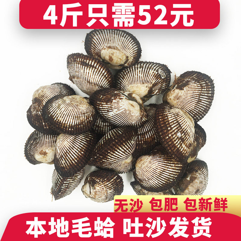 毛蛤鲜活新鲜血蛤赤贝大毛蚶刺身鲜活发货干净无沙海鲜水产贝类