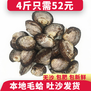 毛蛤鲜活新鲜血蛤赤贝大毛蚶刺身鲜活发货干净无沙海鲜水产贝类