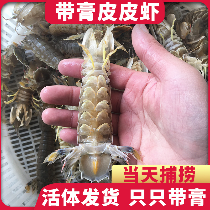 野生全母大号带膏皮皮虾鲜活发货