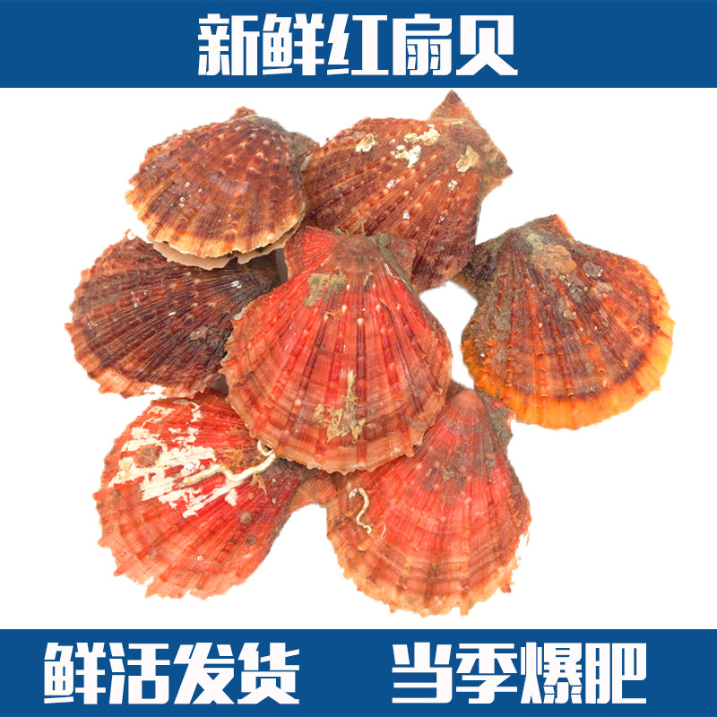 鲜活红扇贝野生小红贝夏夷贝小扇贝连云港海鲜水产当季爆肥500g