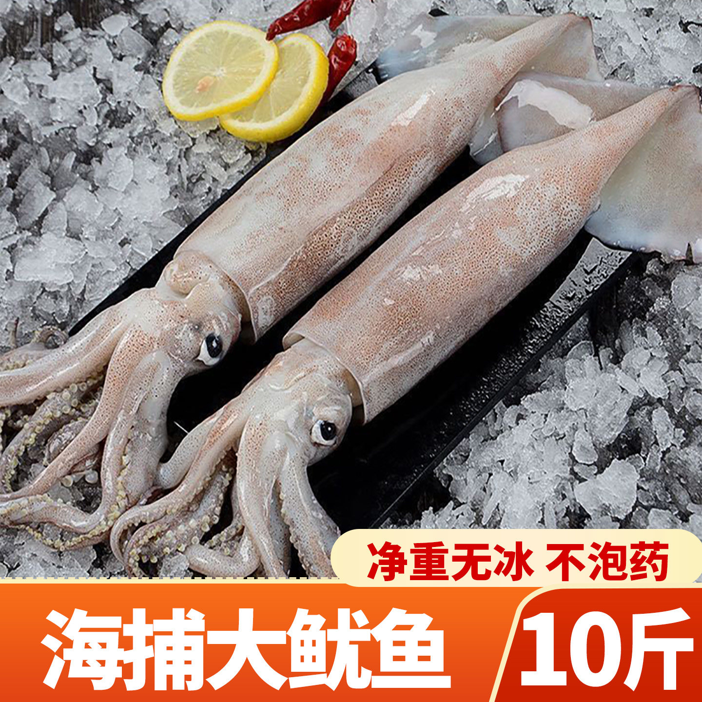 本地野生海捕大鱿鱼净重无包冰图片