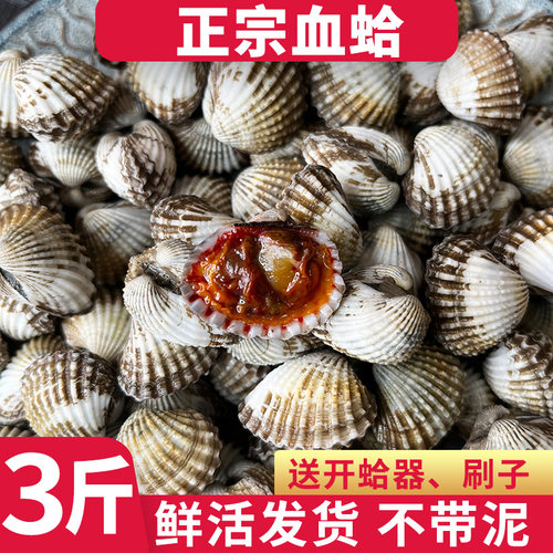 血蛤鲜活发货无泥生腌专用