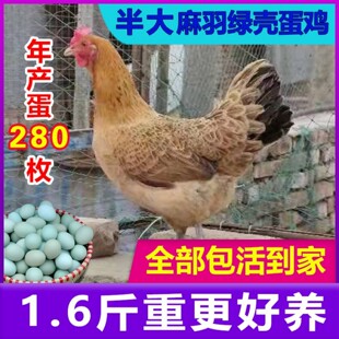 鸡苗一斤半斤左右高产麻羽绿壳蛋鸡活苗产蛋王鸡活苗土鸡小鸡活苗