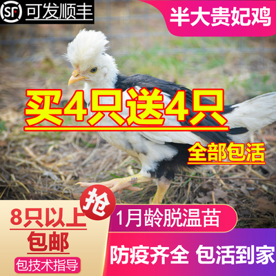 小鸡活苗贵妃鸡苗贵妃鸡活苗半大鸡脱温苗贵妇鸡快递包活到家