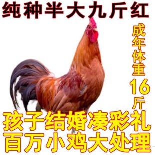 一斤半斤左右巨型公鸡苗公鸡活苗九斤黄九斤红鸡活苗红玉380鸡苗