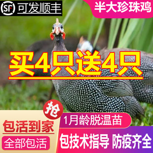 半斤一斤左右珍珠鸡小苗珍珠鸡活苗半大鸡珍珠棉鸡珍珠苗鸡脱温苗