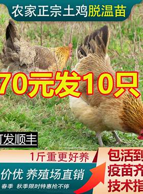 纯种散养一斤半斤土鸡苗华北土鸡苗草鸡土鸡活苗柴鸡走地鸡笨鸡活
