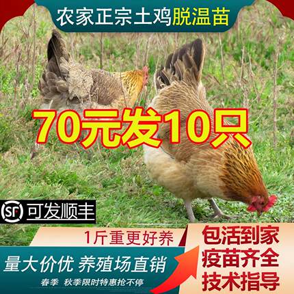 纯种散养一斤半斤土鸡苗华北土鸡苗草鸡土鸡活苗柴鸡走地鸡笨鸡活