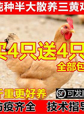 散养纯种半斤一1斤左右三黄鸡苗三黄鸡活苗半大三黄鸡小鸡活苗