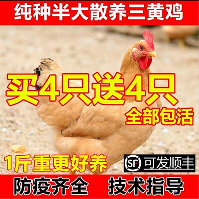 散养纯种半斤一1斤左右三黄鸡苗三黄鸡活苗半大三黄鸡小鸡活苗