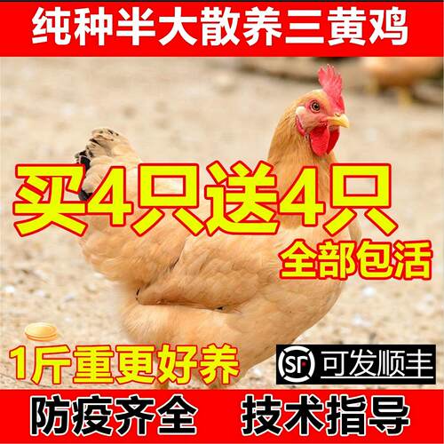散养纯种半斤一1斤左右三黄鸡苗三黄鸡活苗半大三黄鸡小鸡活苗