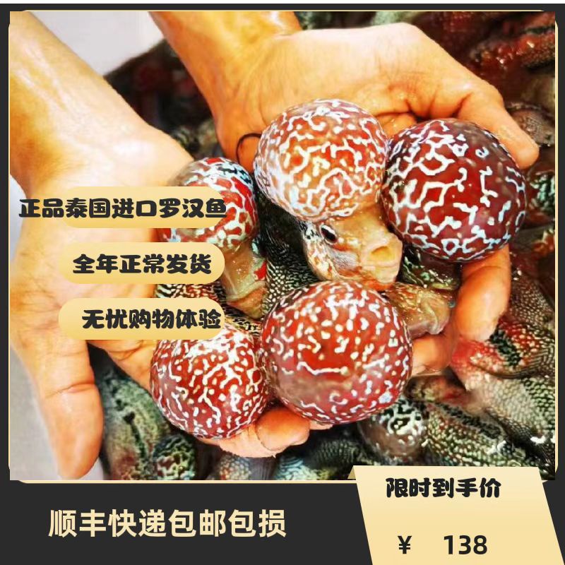 泰国进口罗汉鱼亚成鸿运马骝金花满银鱼活体直销热带鱼天津自提
