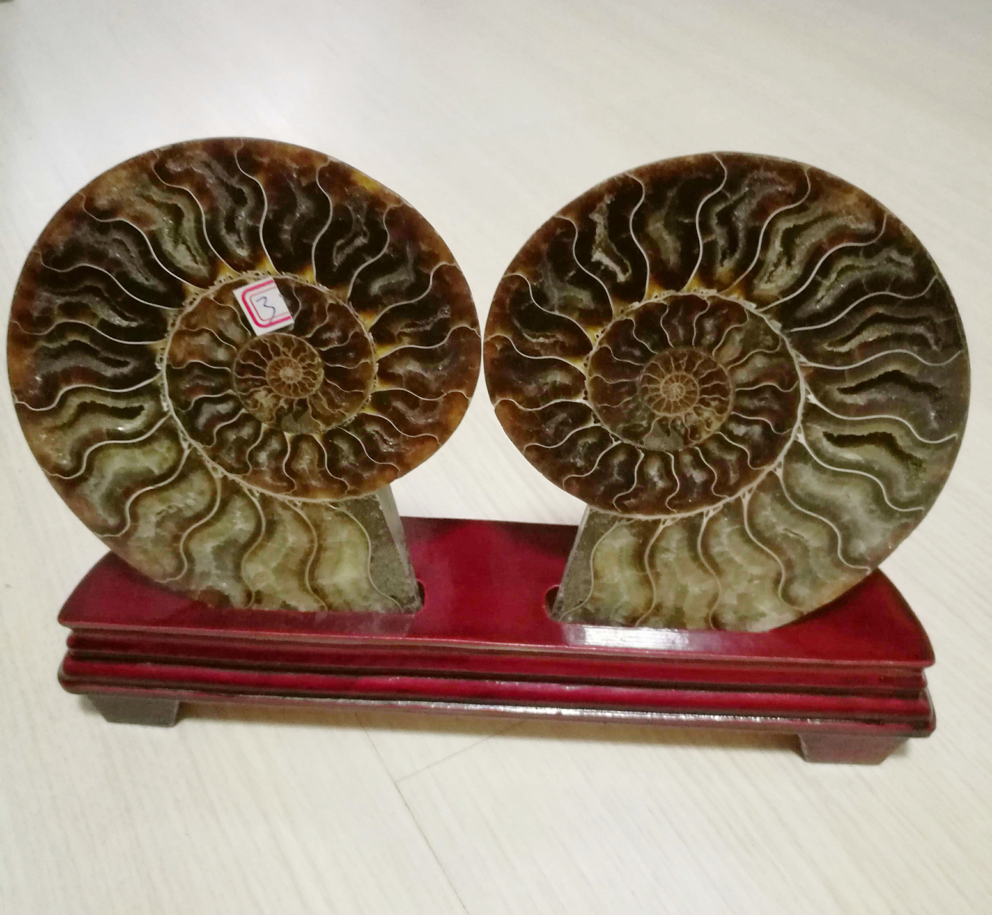 天然海螺化石 发财螺摆件 玉化螺 玉化效果特佳 高档大气 优惠价