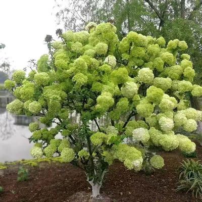 庭院别墅木本绣球花苗中华斗绣球树苗盆栽地栽植物楼顶阳四季开花