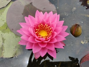 香睡莲—暹罗小姐— 莲花种茎粉红色睡莲根块水生植物