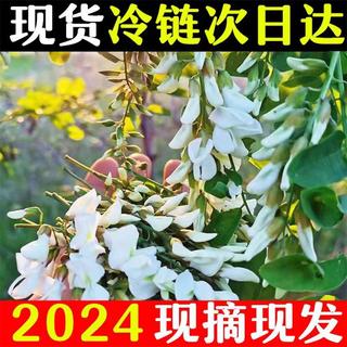 2024现货新鲜洋槐花河南野菜野生槐树花骨朵特产食用当季时令蔬菜