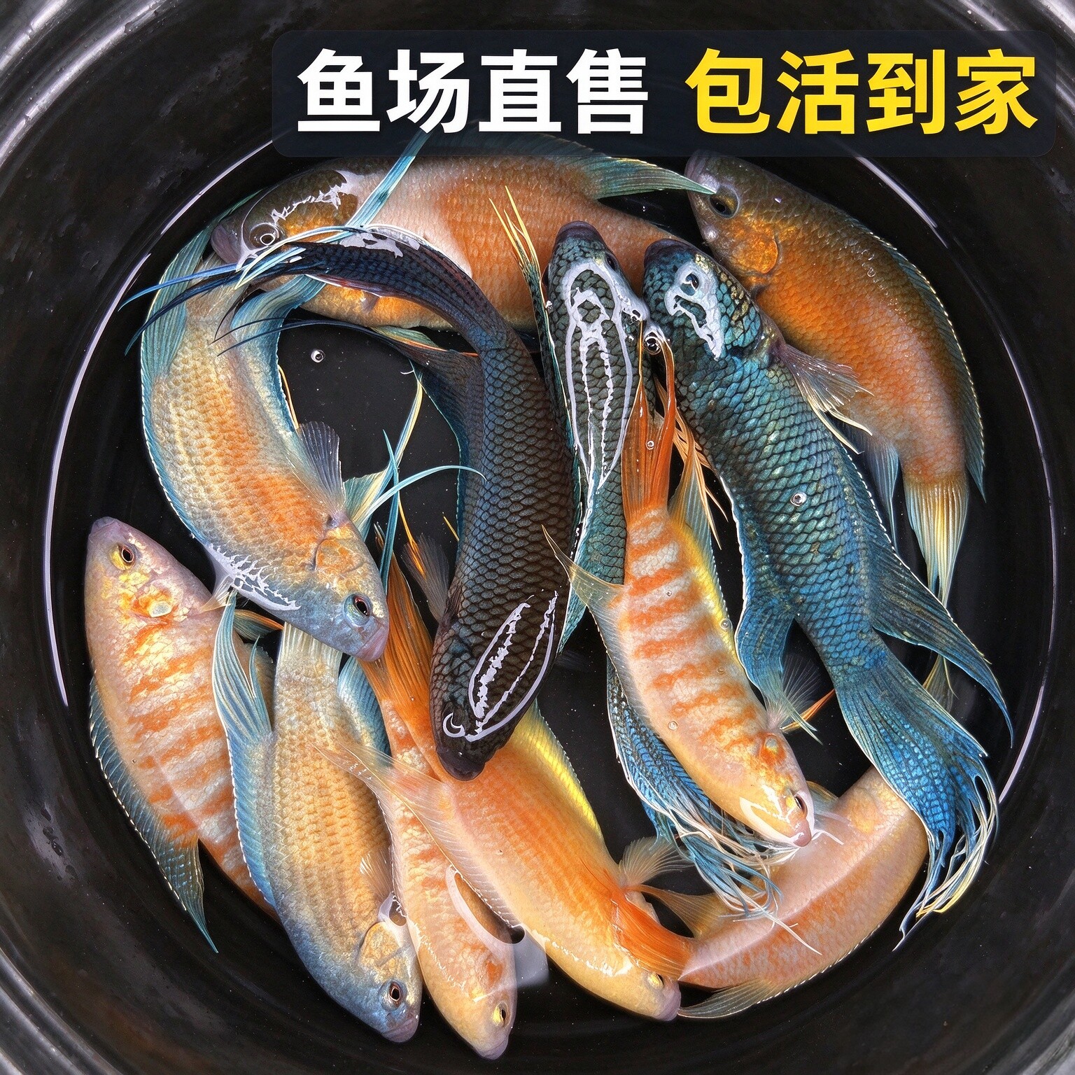 中国斗鱼可混养淡水冷水观赏鱼新手小鱼苗不打氧好养耐活自来水