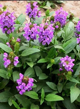 多花夏枯草 矮性多年生紫红色穗状花朵从厚厚绿色叶子上层叠盛开