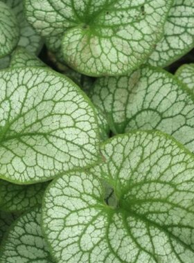 心叶牛舌草一一亚力山大 耐寒耐荫多年生宿根盆栽办公室绿植花卉
