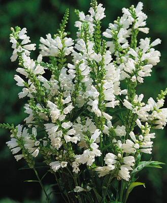 多年生耐热盆栽宿根花卉