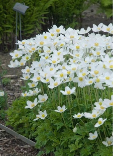 银莲花一一春牡丹 春季爆开秋季少开多年生宿根花卉易种植耐寒