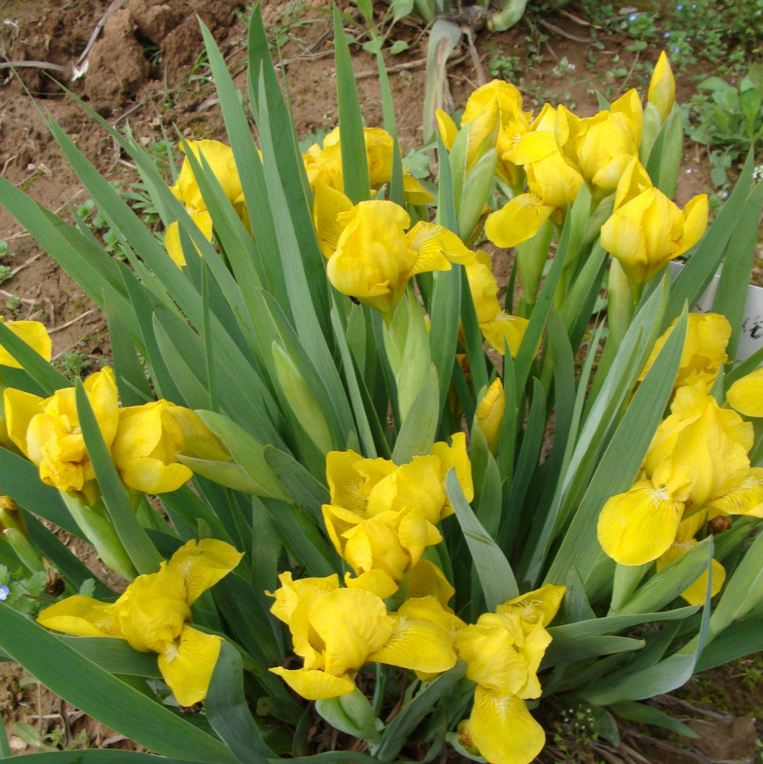 北京花园园艺金娃娃鸢尾盆栽植物花色鲜艳庭院美化多年生宿根花卉