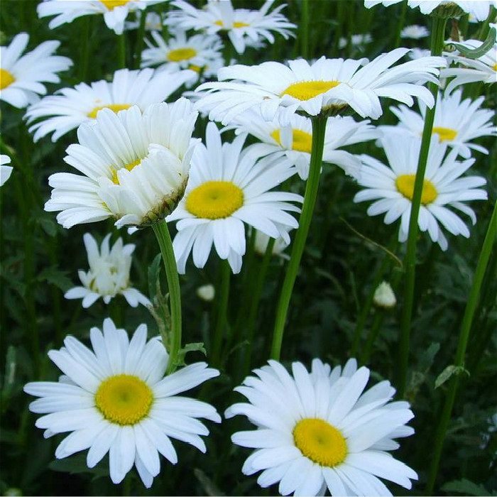 北京花园园艺促销西洋大滨菊白晶菊盆栽苗多年生春夏开花耐寒抗热