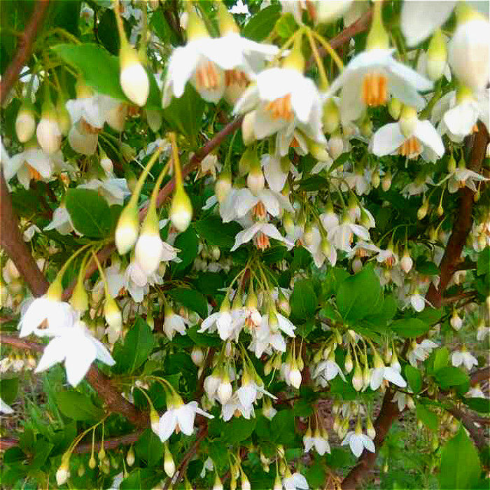 北京新款庭院花园园艺 乔木玉铃花 有茶叶树美誉香味袭人可提香精