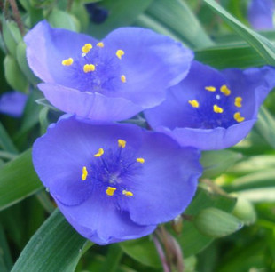 北京花园园艺直销多年生宿根花卉蓝花紫露草 四季兰天天开花 耐寒