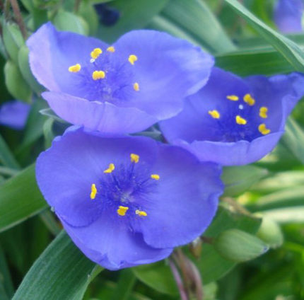 北京花园园艺直销多年生宿根花卉蓝花紫露草 四季兰天天开花 耐寒