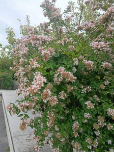 香花小灌木糯米条 长1至2米圆锥球形花萼呈粉花瓣白如雪形似米花