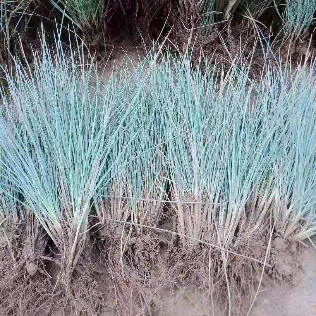 北京花园园艺 观赏草蓝羊茅苗 花园庭院多年生宿根美化植物