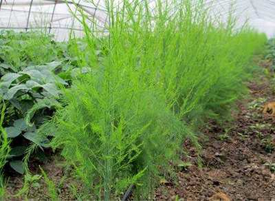 北京秋季芦笋绿植可盆栽花卉阳台