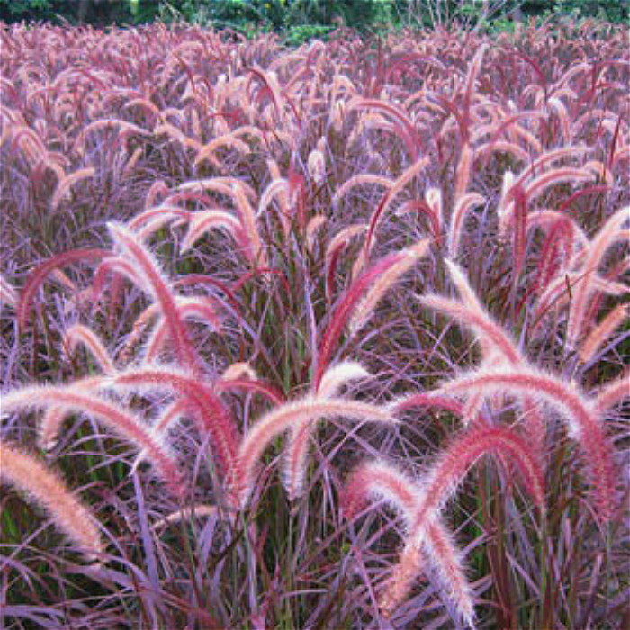 北京新款庭院花园园艺 紫叶红穗狼尾草 叶色花穗均紫红 花境美化