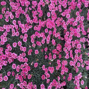 虹美苗新款庭院园艺秋季 常绿蔓性石竹 多年生盆栽观赏花境美化