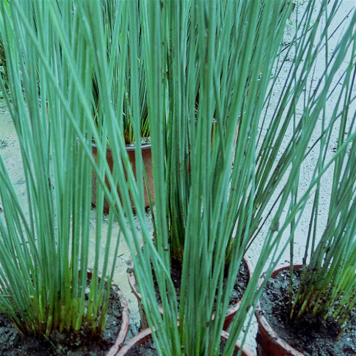 新款庭院花园园艺 美丽直立和旋叶灯芯草 盆栽草蓝剑圆筒纤细叶