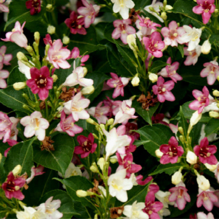 北京花园园艺 五彩锦带 彩球树 花开黄白粉紫红交替变化 景观美化