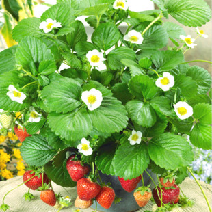 奶油草莓苗 爬藤草莓苗 花果期元月至来年6月 阳台盆栽大田种植
