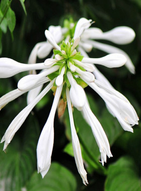北京新款夏季花园园艺 白玉簪苗 花开白色芳香多年生宿根喜阴观叶