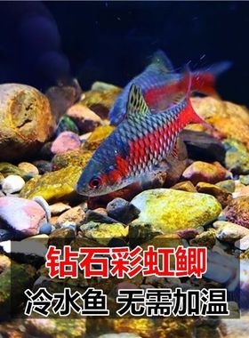钻石彩虹鲫冷水耐寒耐养热带鱼原生鱼小型活体群游观赏鱼进口鲤科