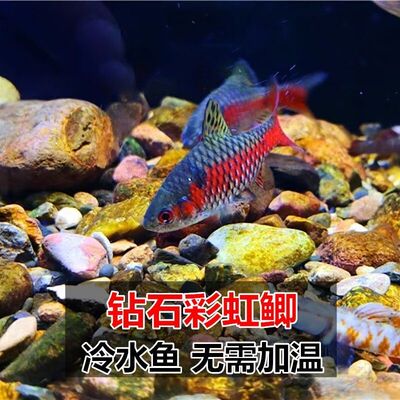 钻石彩虹鲫冷水鱼耐寒好养