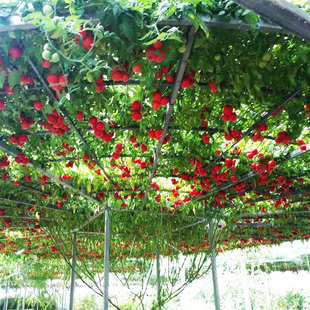 春季番茄树辣椒树茄子树西红柿树种子农业观光园专用观果多年生