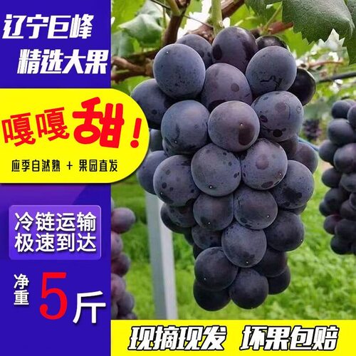 东北巨峰葡萄当季现摘整箱